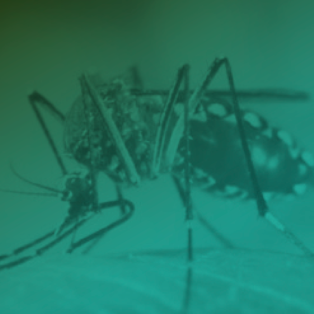 Abordagem clínica das arboviroses - Chikungunya